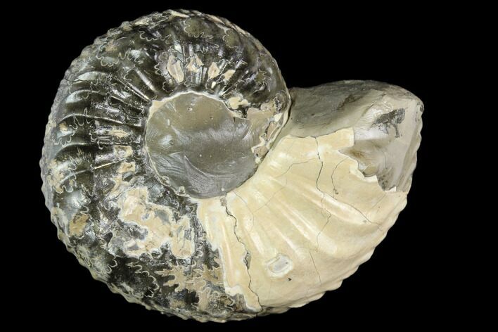 Ammonite (Pleuroceras) Fossil - Germany #125413
